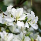 10 White Orchid Tree Bauhinia Alba Camel'S Foot Butterfly Flower Tree Seeds Fresh Garden
