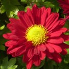 100 Red Robinsons Daisy Painted Chrysanthemum Coccineum Pyrethrum Flower Seeds Fresh Garden
