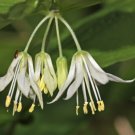 10 Hookers Fairybells Drops Of Gold Prosartes Disporum Hookeri Flower Seeds Fresh Garden