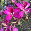 10 Purple Orchid Tree Bauhinia Purpurea Camel'S Foot Butterfly Flower Tree Seeds Fresh Garden