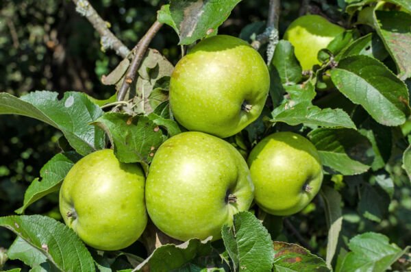 25 Antonovka Apple Tree Mal Pumila Antonovka Yellow Green Fruit Tree Seeds Fresh Garden