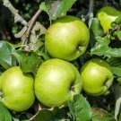 25 Antonovka Apple Tree Mal Pumila Antonovka Yellow Green Fruit Tree Seeds Fresh Garden