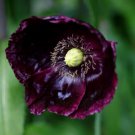 250 Organic After Midnight Poppy Darkest Purple Near Black Papaver Flower Seeds Fresh Garden