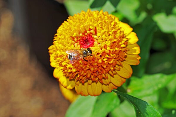 100 Mixed Colors Scabiosa Zinnia Elegans Red Pink Purple Yellow Flower Seeds Fresh Garden