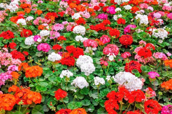 10 Mixed Colors Geranium Pelargonium Zonale Pink Purple Red Salmon Flower Seeds Fresh Garden