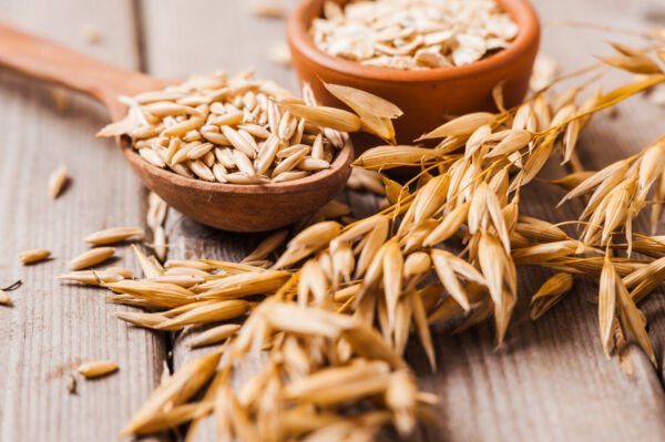 250 Certified Armor Oat Oats Avena Sativa Cereal Grain Cover Crop Seeds Fresh Garden