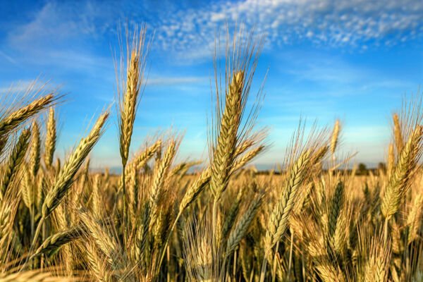 350 Aroostook Rye Secale Cereale Cereal Grain Hardy Winter Cover Crop Seeds Fresh Garden