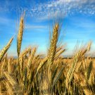 350 Aroostook Rye Secale Cereale Cereal Grain Hardy Winter Cover Crop Seeds Fresh Garden