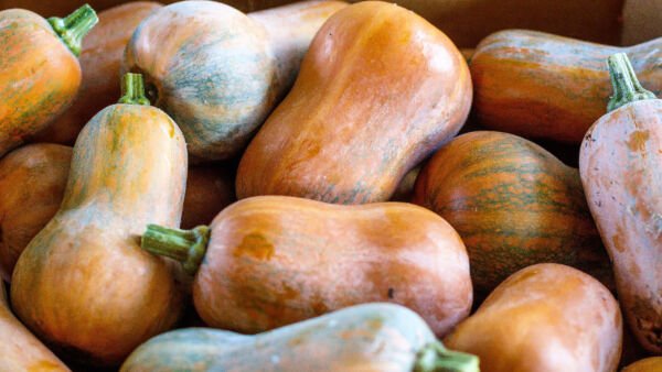 25 Honeynut Squash Honey Butternut Cucurbita Baby Buttercup Vegetable Seeds Fresh Garden