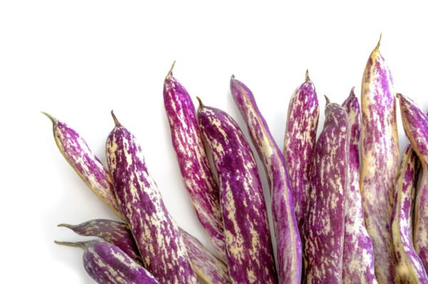 50 Dragon Tongue Wax Bean Yellow Purple Phaseol Vulgaris Vegetable Seeds Fresh Garden