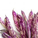 50 Dragon Tongue Wax Bean Yellow Purple Phaseol Vulgaris Vegetable Seeds Fresh Garden