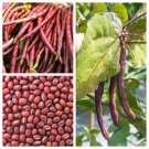 100 Red Ripper Cowpea Southern Cow Pea Vigna Unguiculata Bean Vegetable Seeds Fresh Garden