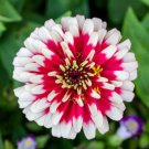 100 Ice Queen Zinnia Elegans Bicolor Double Pink Red White Flower Seeds Fresh Garden