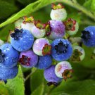 50 Lowbush Blueberry Vaccinium Angustifolium Blue Berry Fruit Dwarf Shrub Seeds Fresh Garden