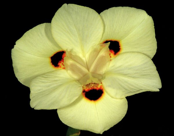 20 Yellow African Iris Fortnight Lily Dietes Bicolor Butterfly Flag Flower Seeds Fresh Garden