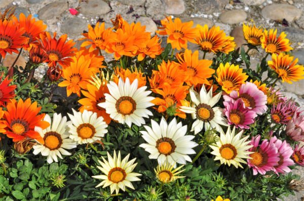 30 Mixed Colors Gazania Rigens Treasure Flower Seeds Fresh Garden