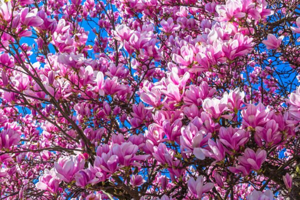 5 Lily Magnolia Flower Tree Pink Purple Fragrant Tulip Magnol Liliiflora Seeds Fresh Garden