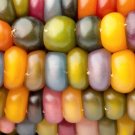 30 Glass Gem Corn Mixed Colors Ornamental Edible Zea Mays Heirloom Veggie Seeds Fresh Garden