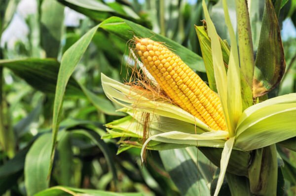 75 South American Yellow Popcorn Corn Zea Mays Heirloom Vegetable Seeds Fresh Garden