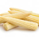 75 Japanese White Hulless Popcorn Or Baby Corn Zea Mays Heirloom Vegetable Seeds Fresh Garden
