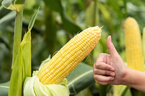 50 Honey Select Corn Sweet Yellow S.E. Sh2 Zea Mays Vegetable Seeds Fresh Garden