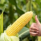 50 Honey Select Corn Sweet Yellow S.E. Sh2 Zea Mays Vegetable Seeds Fresh Garden