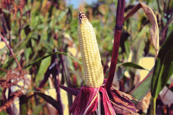 50 Kandy Korn Corn Sweet Yellow Corn Red Husk H.S.E. Zea Mays Vegetable Seeds Fresh Garden