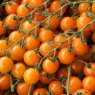100 Orange Cherry Tomato Heirloom Solanum Lycopersicum Indeterminate Seeds Fresh Garden