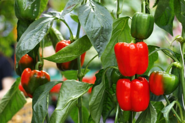 20 Organic Red Mini Bell Pepper Sweet Mild Miniature Capsicum Vegetable Seeds Fresh Garden