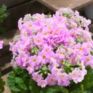 100 Pink Fairy Primrose Primula Malacoides Shade Houseplant Flower Seeds Fresh Garden