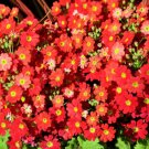 100 Crimson Fairy Primrose Red Primula Malacoides Shade Houseplant Flower Seeds Fresh Garden