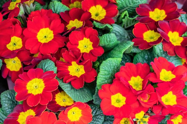 15 Scarlet English Primrose Red Primula Vulgaris Shade Houseplant Flower Seeds Fresh Garden