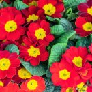 15 Scarlet English Primrose Red Primula Vulgaris Shade Houseplant Flower Seeds Fresh Garden