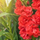 100 Mixed Dwarf Tom Thumb Impatiens Balsamina Sun Or Shade Purple Flower Seeds Fresh Garden