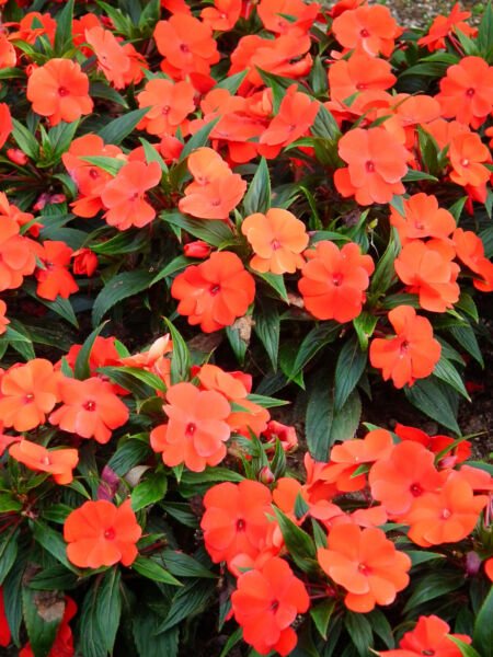 50 Dwarf Orange Impatiens Walleriana Sun Or Full Shade Flower Seeds Fresh Garden