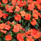 50 Dwarf Orange Impatiens Walleriana Sun Or Full Shade Flower Seeds Fresh Garden