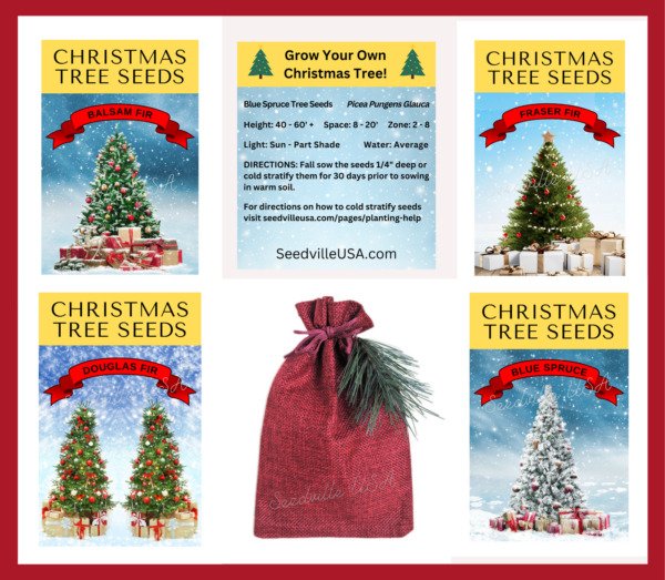 Grow Your Own Christmas Tree Collection 4 Gift Packets Of Tree Seeds + Giftbag Fresh Garden