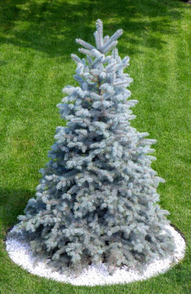 50 Colorado Blue Spruce Tree Picea Pungens Glauca Christmas Tree Silver Seeds Fresh Garden