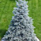 50 Colorado Blue Spruce Tree Picea Pungens Glauca Christmas Tree Silver Seeds Fresh Garden