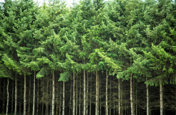 20 Douglas Fir Tree Abies Pseudotsuga Menziesii Christmas Tree Blue Pine Seeds Fresh Garden