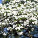10 American White Flowering Dogwood Small Tree Corn Florida Seeds Fresh Garden