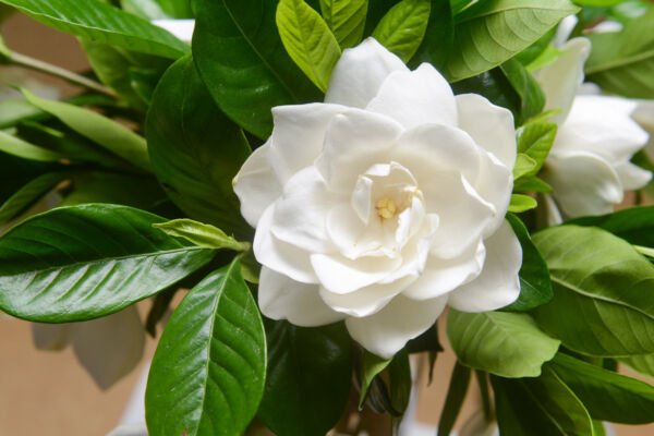 50 Ia / Cape Jasmine Jasminiodes Fragrant White Shrub Flower Seeds Flatsh Fresh Garden