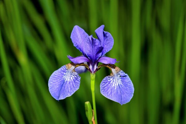 25 Blue Flag Iris Versicolor Fragrant Native Purple Yellow White Flower Seeds Fresh Garden