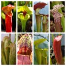 10 Mixed Pitcher Plant Sarracenia Carnivoro Red Purple Yellow + Flower Seeds Fresh Garden