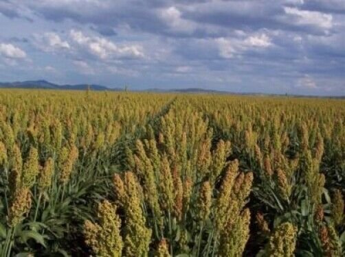 50 Mennonite Sorghum Sugar Cane Sorghum Bicolor Grain Vegetable Seeds Fresh Garden