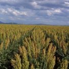 50 Mennonite Sorghum Sugar Cane Sorghum Bicolor Grain Vegetable Seeds Fresh Garden