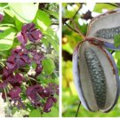 100 Bulk Chocolate Vine Edible Fruit Akebia Quinata Fragrant Flower Seeds Fresh Garden