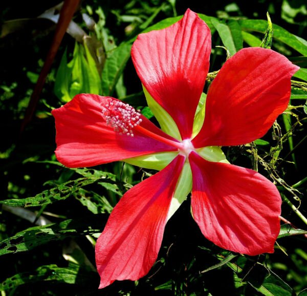 10 Red Texas Star Hibisc Coccine Scarlet Rosemallow Flower Seeds Fresh Garden