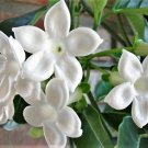 10 Madagascar Jasmine Vine Stephanotis Floribunda Houseplant Bridal Flower Seeds Fresh Garden