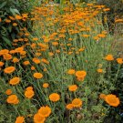 250 Orange Marguerite Daisy Anthemis Sancti Johannis Chamomile Flower Herb Seeds Fresh Garden